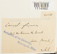 Campylopus flexuosus image