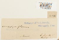 Campylopus flexuosus image