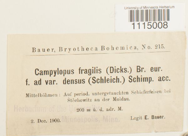 Campylopus fragilis var. densus image