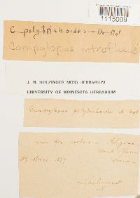 Campylopus introflexus image