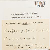 Campylopus introflexus image