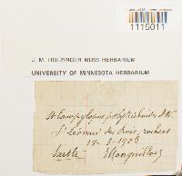 Campylopus introflexus image