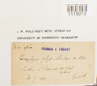 Campylopus introflexus image