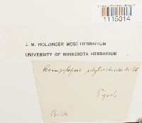 Campylopus introflexus image