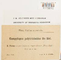 Campylopus introflexus image