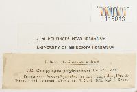 Campylopus introflexus image