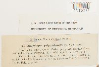 Campylopus introflexus image