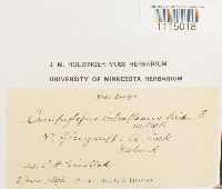 Campylopus introflexus image