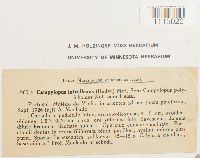 Campylopus introflexus image