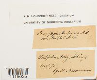 Campylopus torfaceus image