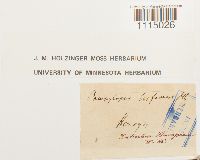 Campylopus torfaceus image