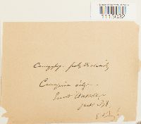 Campylopus introflexus image