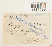 Campylopus introflexus image