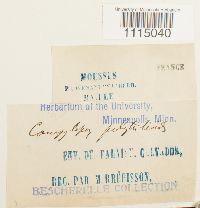 Campylopus introflexus image