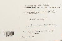 Campylopus introflexus image