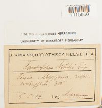 Campylopus introflexus image