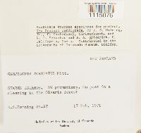 Campylopus pyriformis image