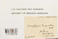 Campylopus pyriformis image