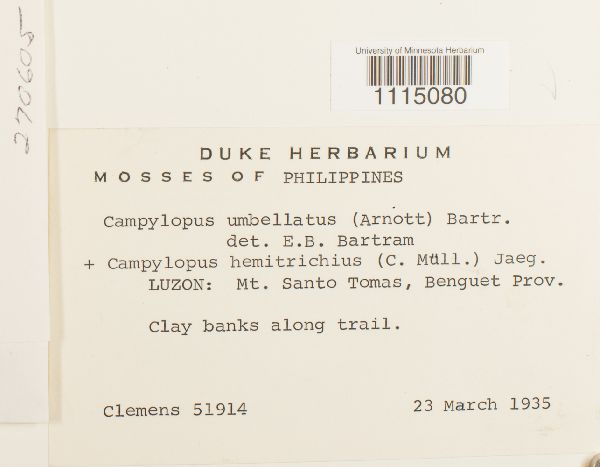 Campylopus umbellatus image