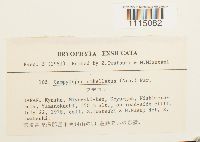 Campylopus umbellatus image