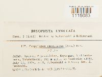 Campylopus umbellatus image