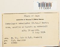 Campylopus umbellatus image