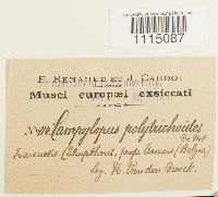 Campylopus introflexus image