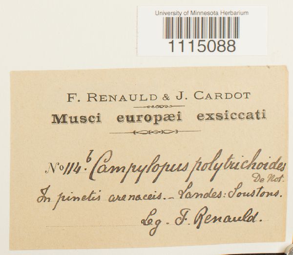 Campylopus introflexus image