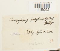 Campylopus introflexus image