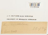 Campylium hispidulum image