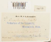 Campylopus longipilus image