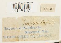 Campylopus longipilus image