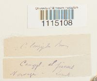 Campylopus longipilus image