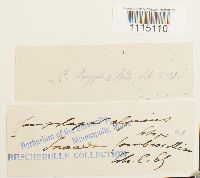 Campylopus longipilus image