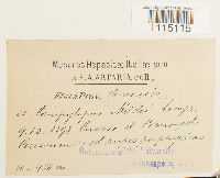 Campylopus oerstedianus image