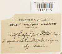 Campylopus oerstedianus image