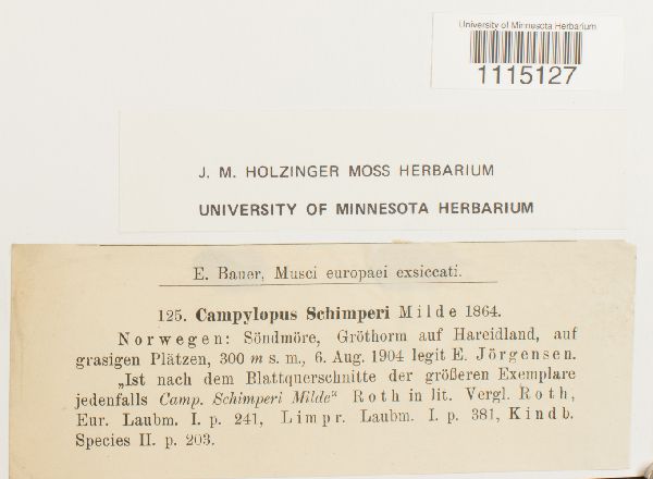 Campylopus schimperi image