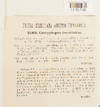 Campylopus schimperi image