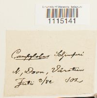 Campylopus schimperi image