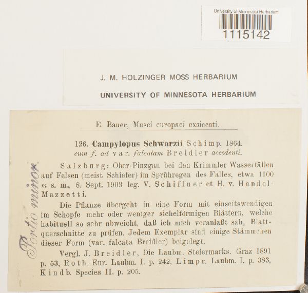 Campylopus schwarzii image