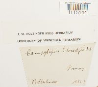 Campylopus schwarzii image