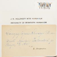 Campylopus schwarzii image