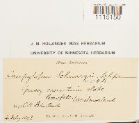 Campylopus schwarzii image