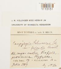 Campylopus schwarzii image