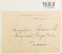 Campylopus schwarzii image