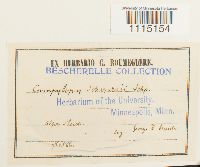 Campylopus schwarzii image