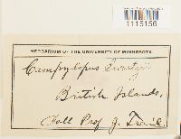 Campylopus schwarzii image