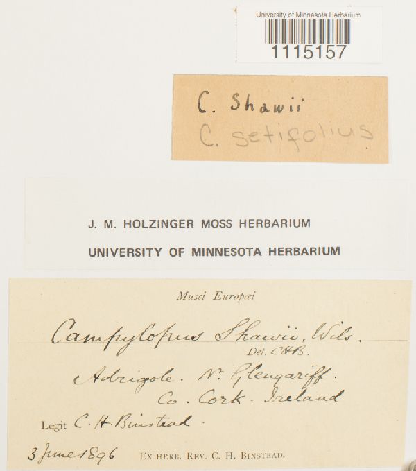 Campylopus setifolius image