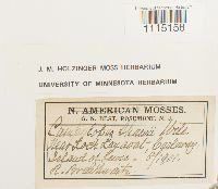 Campylopus setifolius image