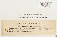 Campylopus setifolius image